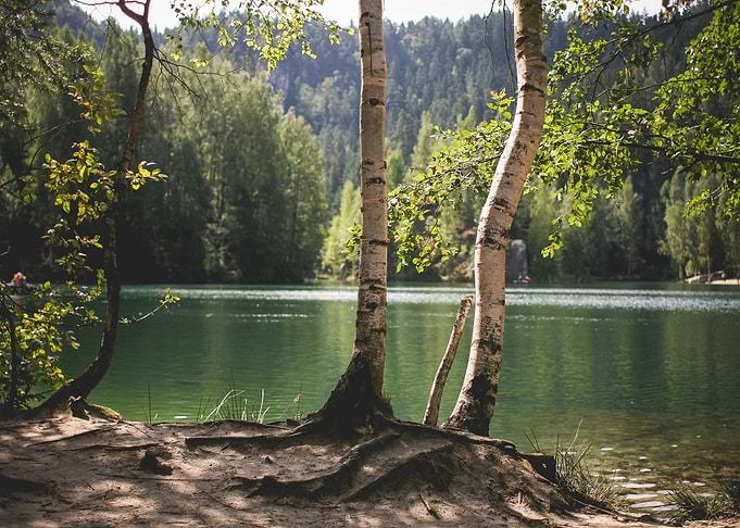 White Trees