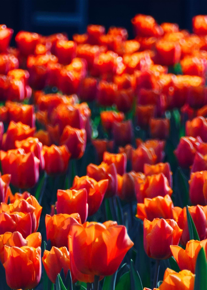 Tulips field 9
