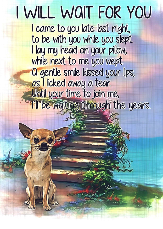 Chihuahua