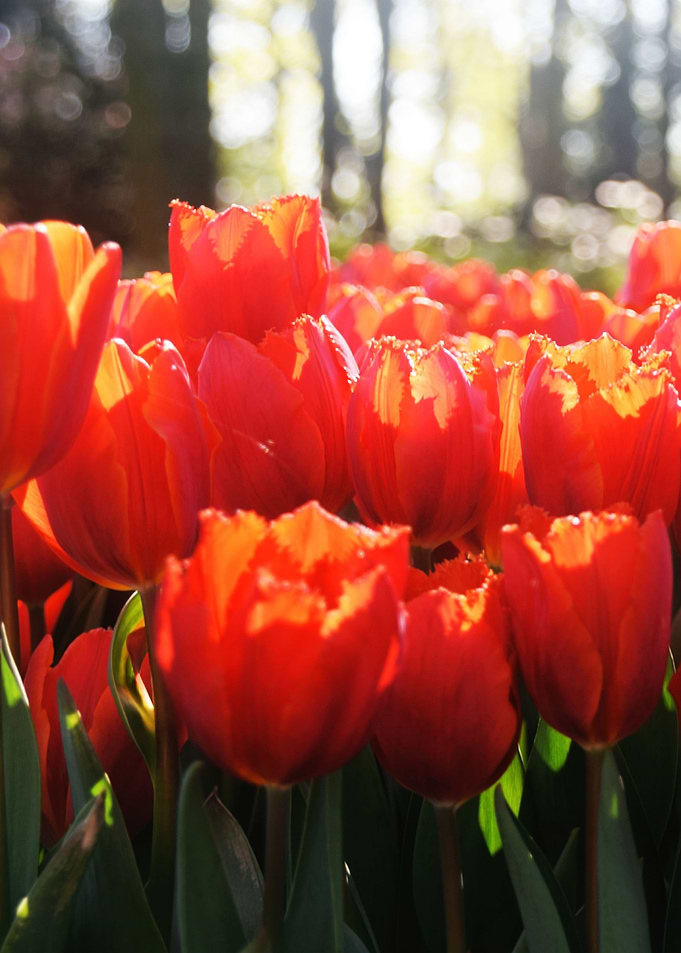 Tulips field 8