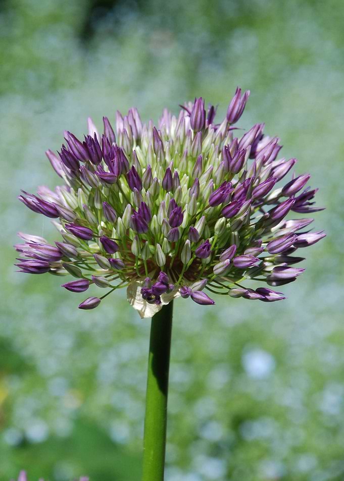 PURPLE BALL OF STAR FLOWER