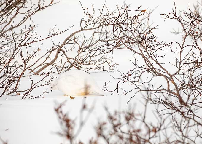 Willow Ptarmigan