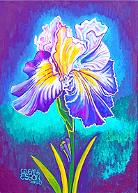 Violet Iris