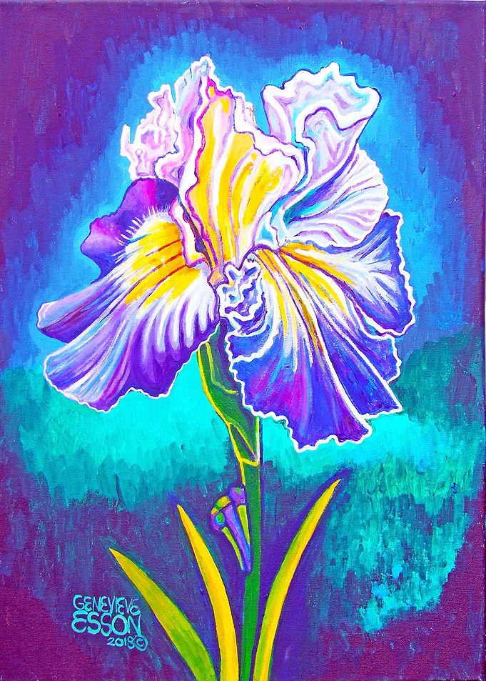 Violet Iris