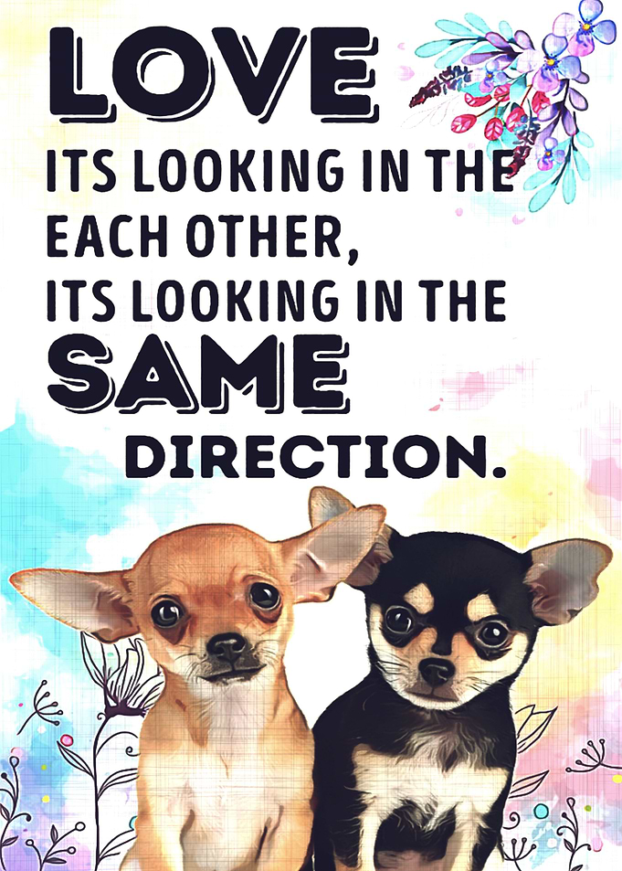 Chihuahua