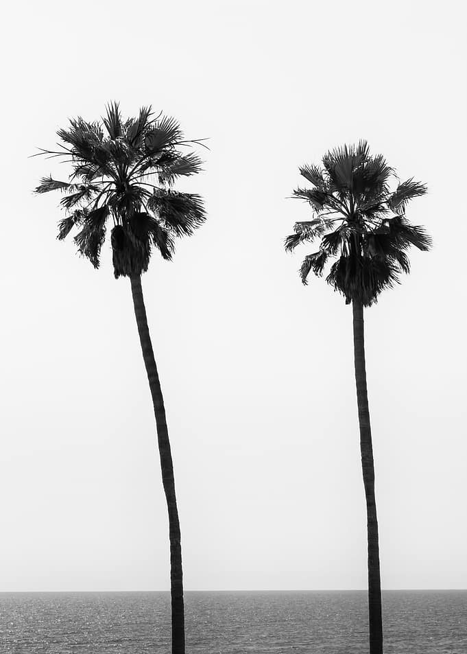 Palm trees by the sea