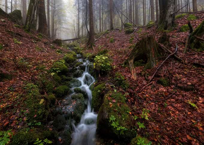 Little Forrest Sea