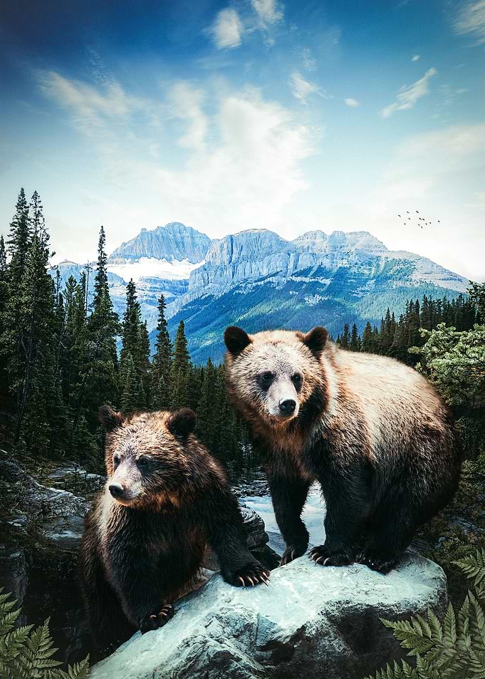 Two Bear Cubs