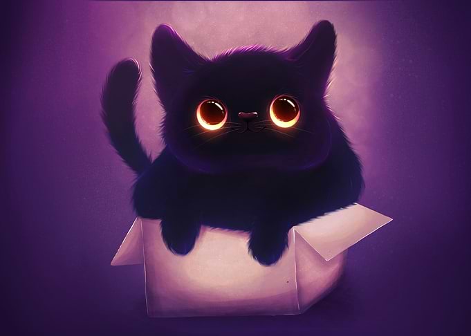 Black cat in the box