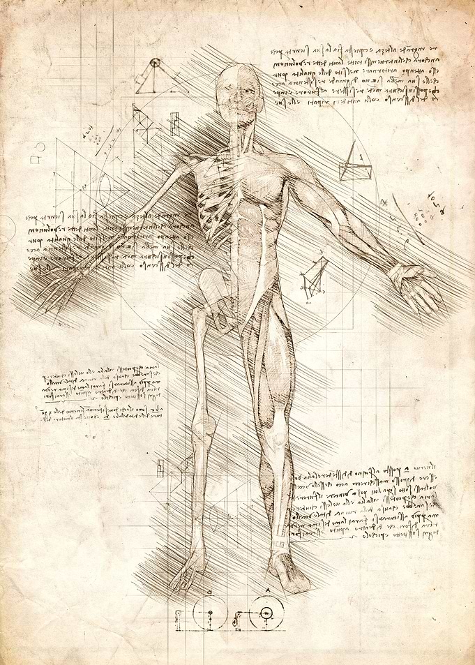 Human Male Half Drawing