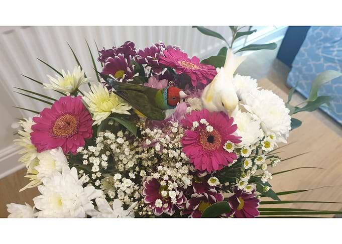 Birds in Flowers