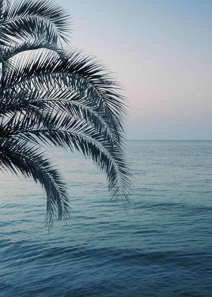 Palm Ocean Dream 2