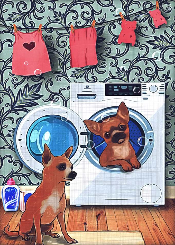 Chihuahua
