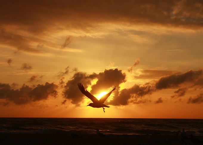 To rise like a phoenix