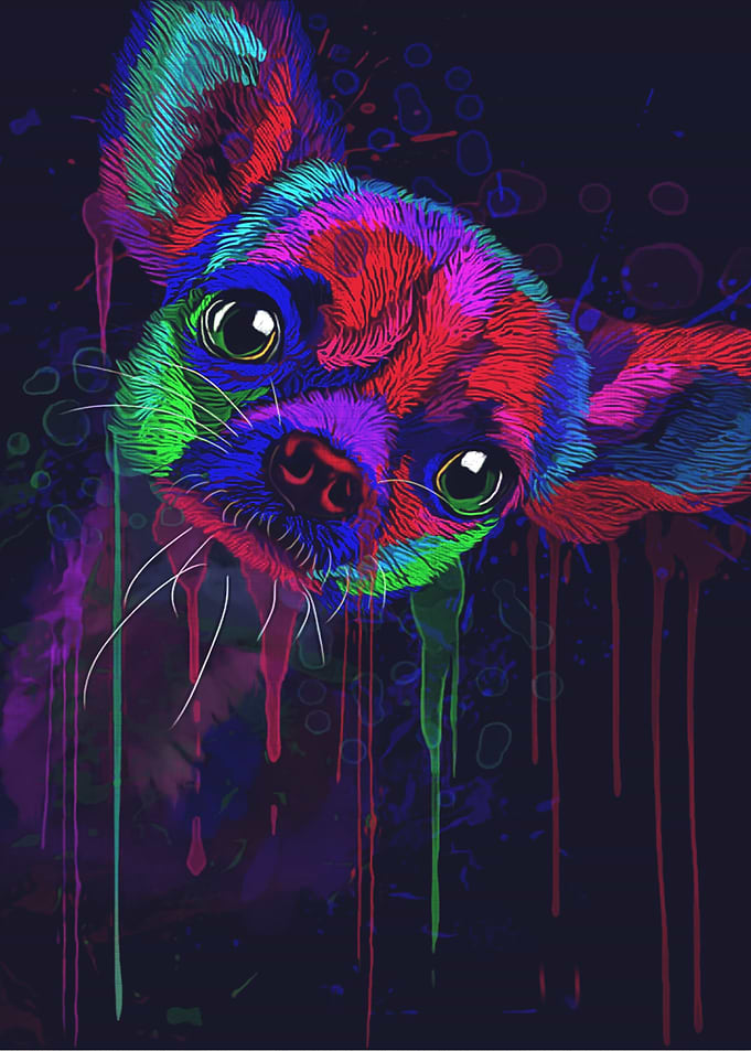Chihuahua