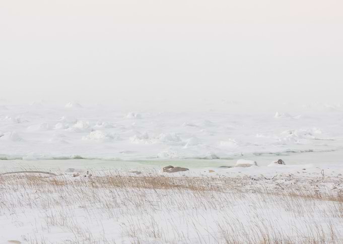 Frozen Tundra Landscape