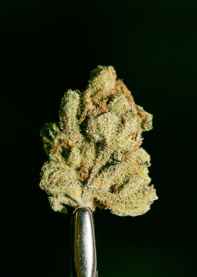 Lemon haze super skunk top
