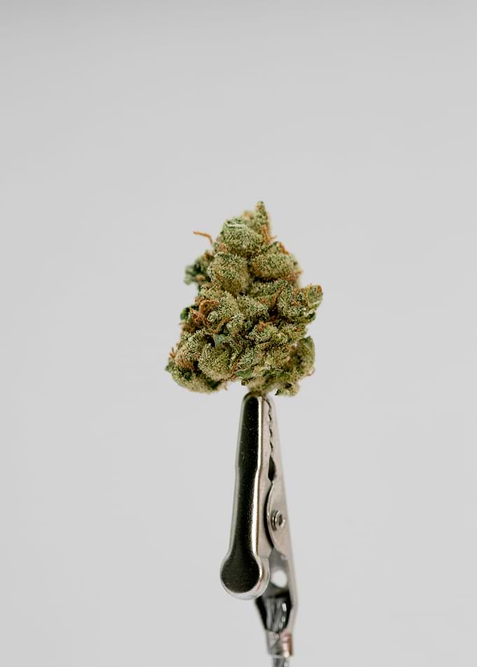 Super lemon haze skunk