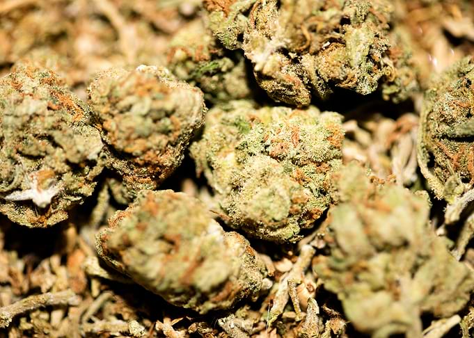 Lemon haze super skunk top