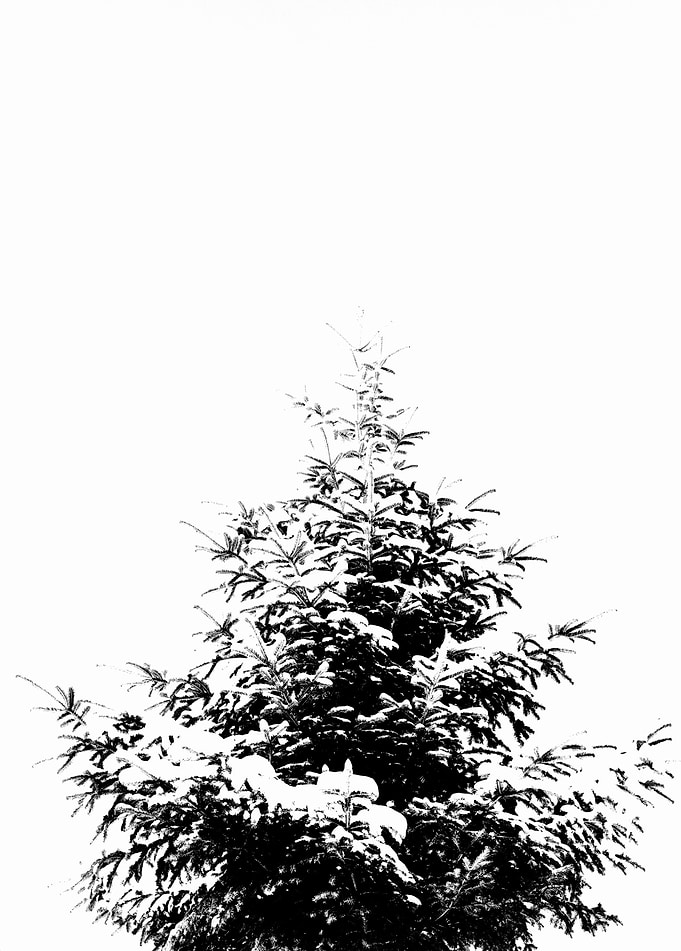Minimal fir tree portrait