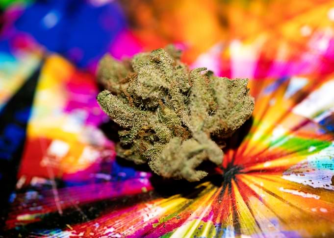 Lemon haze super skunk top