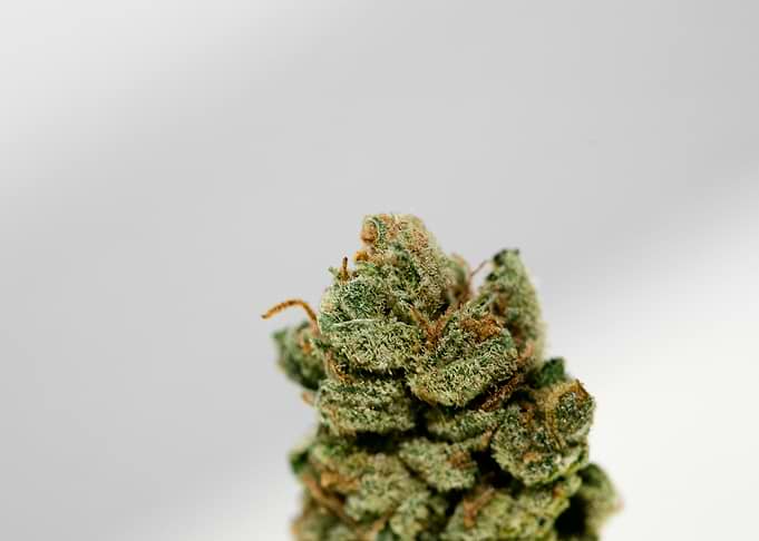 Super lemon haze skunk