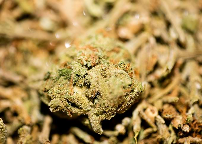Lemon haze super skunk top