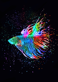 Rainbow Betta fish