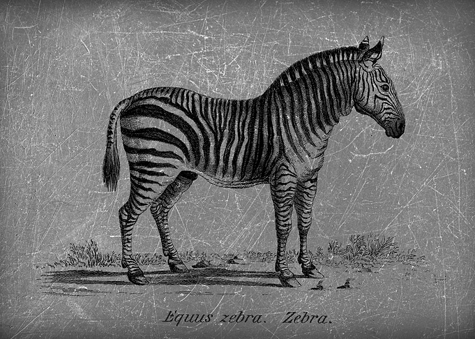 zebra