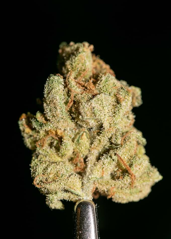Lemon haze super skunk top