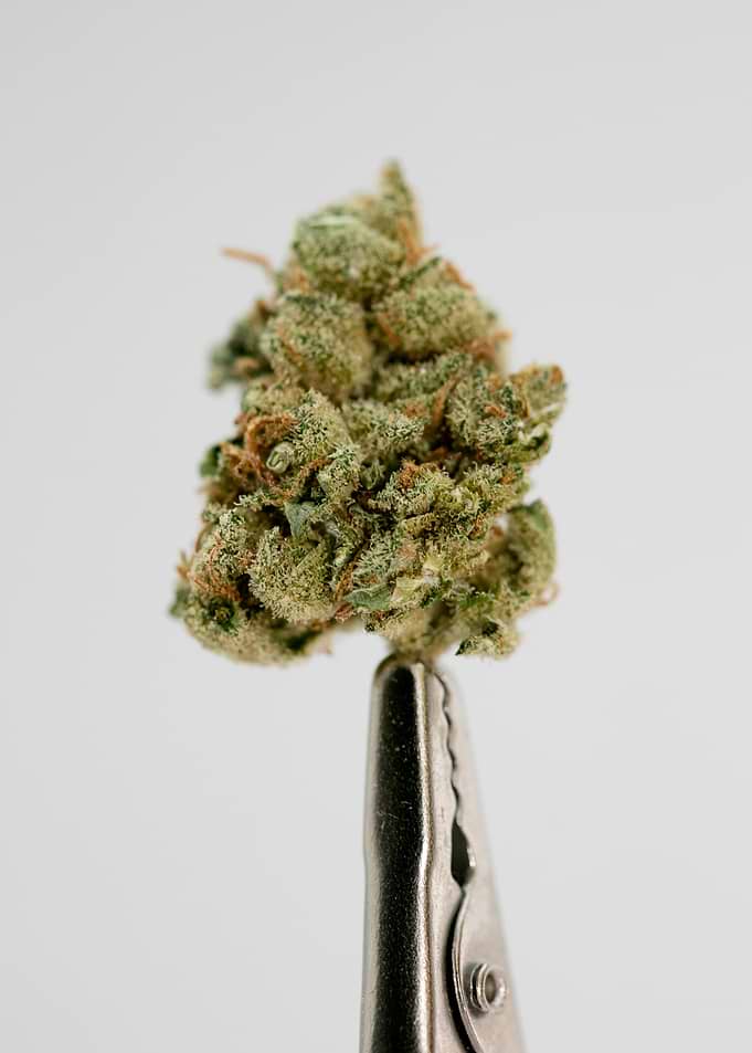 Super lemon haze skunk