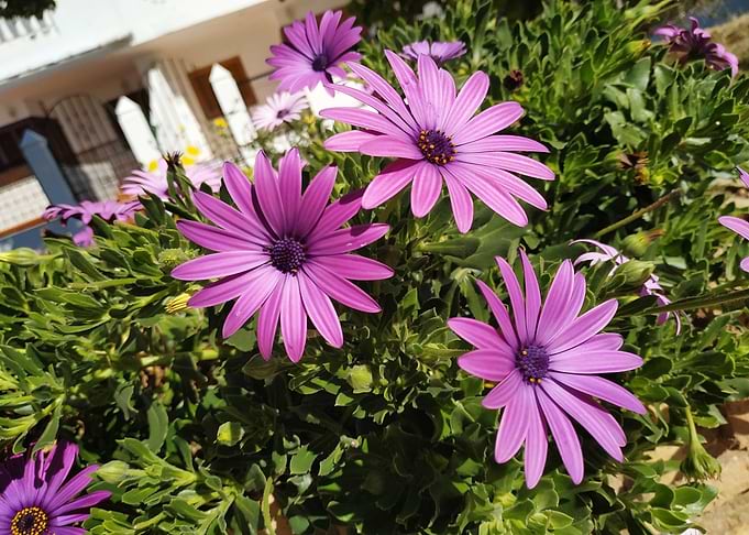 Purple Dimorfoteca flower