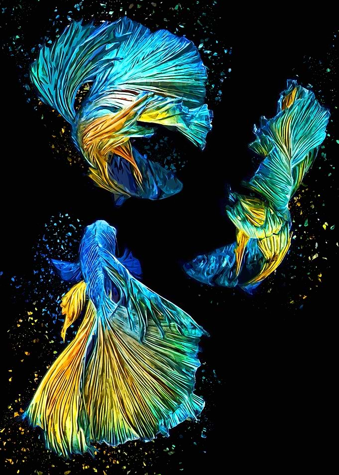 Three Angel Betta Fish