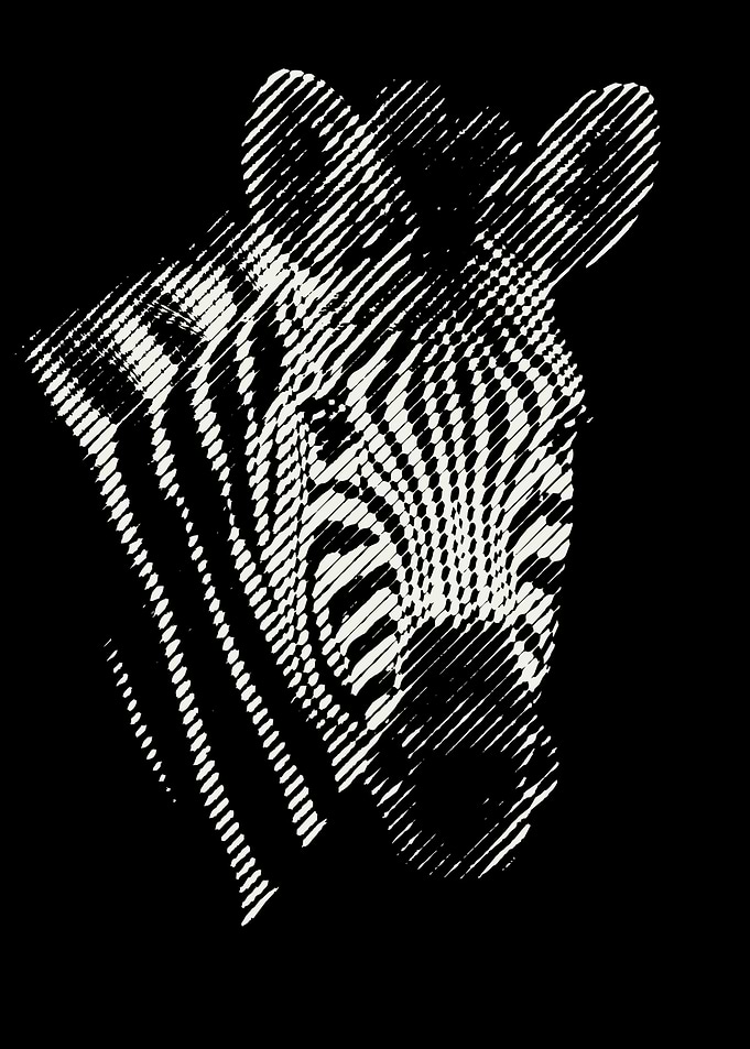 Zebra Face Pop Art