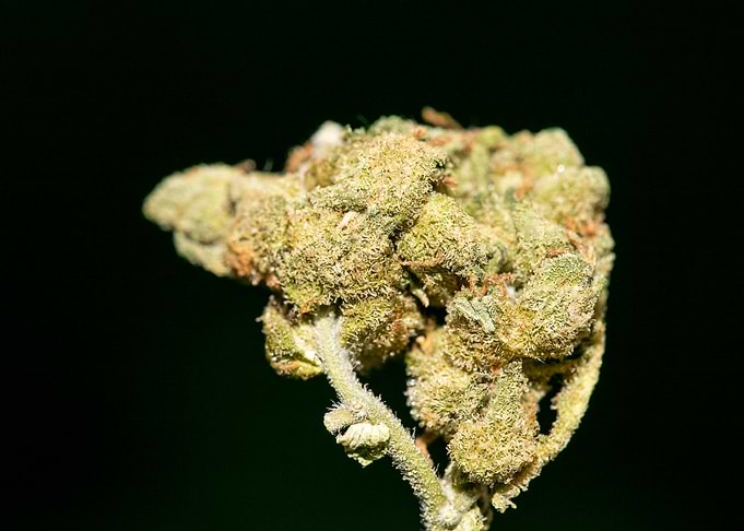 Lemon haze super skunk top