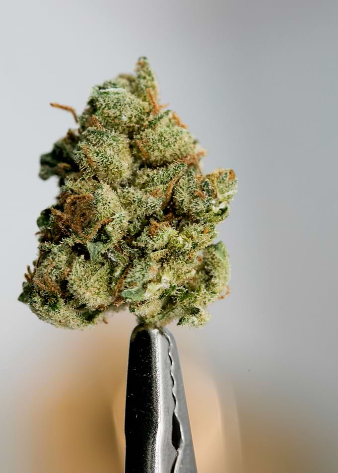 Super lemon haze skunk