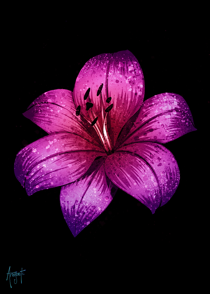 Pink Lily