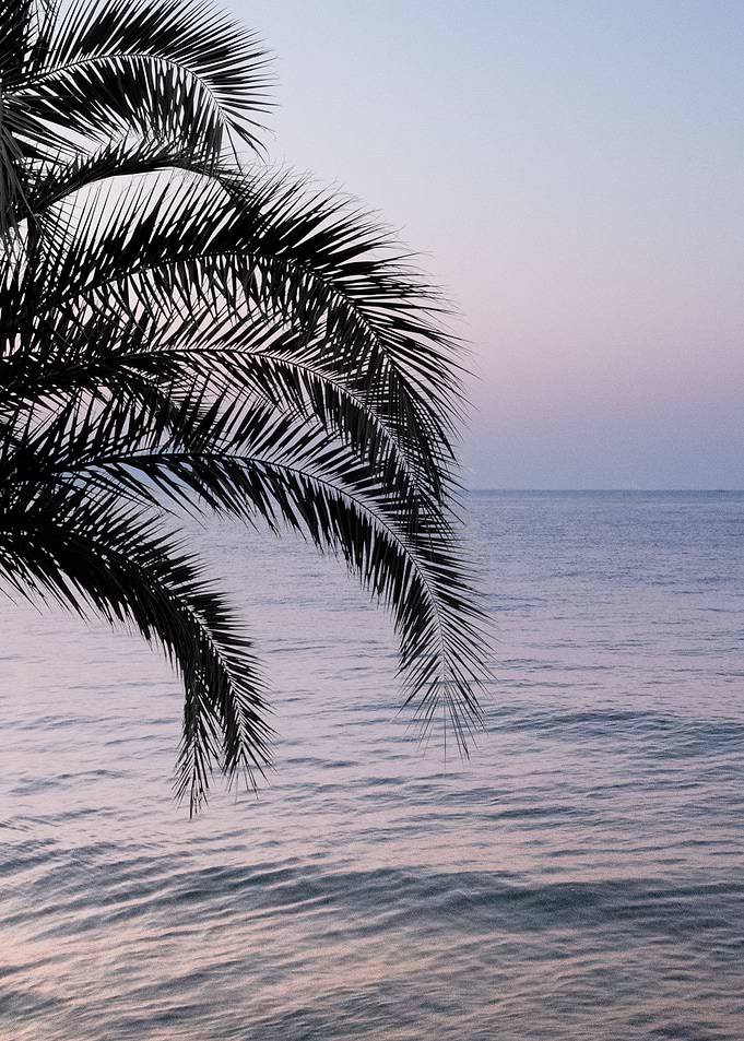 Palm Ocean Dream 3