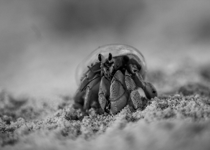 Hermit Crab