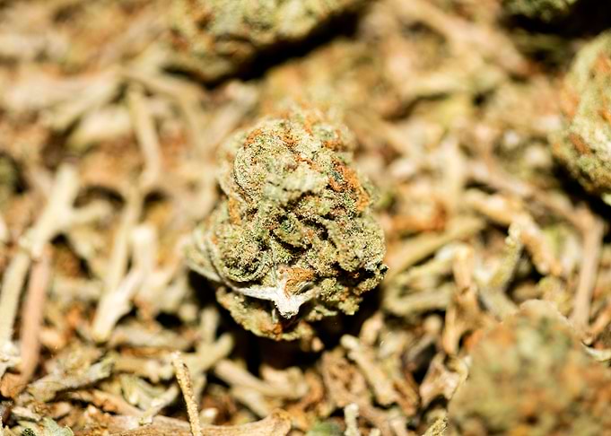 Lemon haze super skunk top