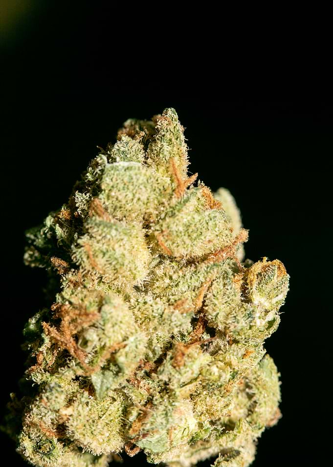Lemon haze super skunk top