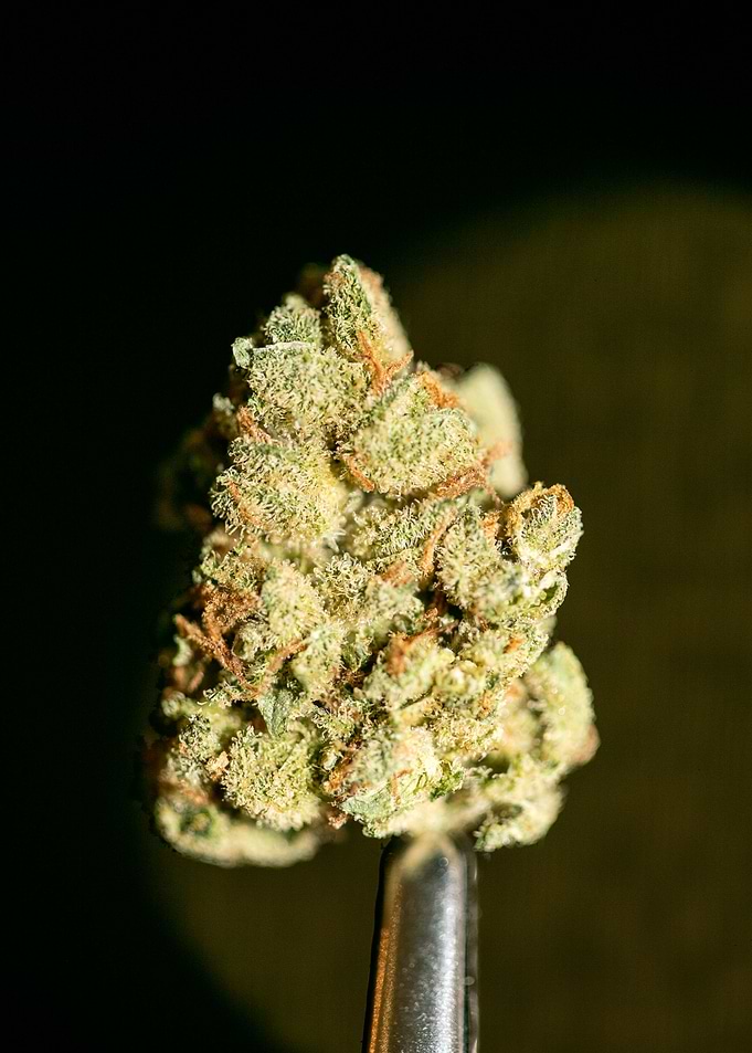 Lemon haze super skunk top