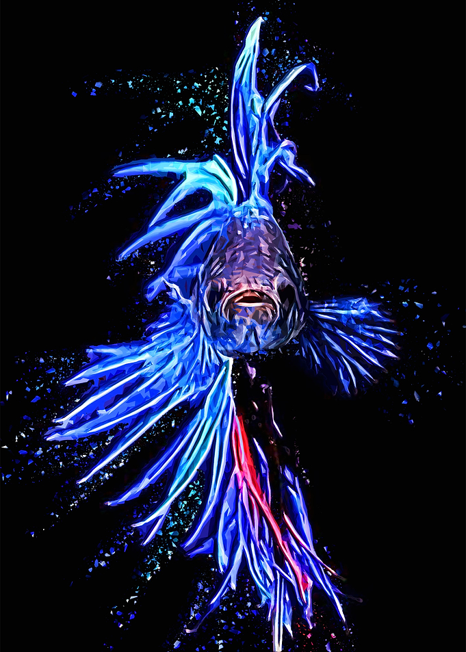 Betta fish Look Cool