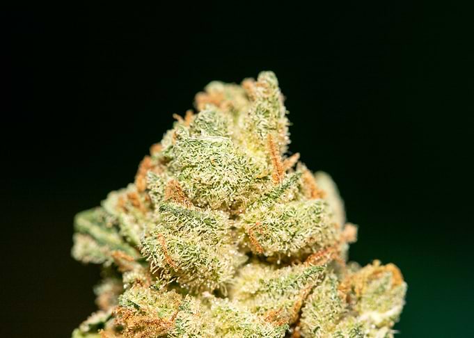 Lemon haze super skunk top