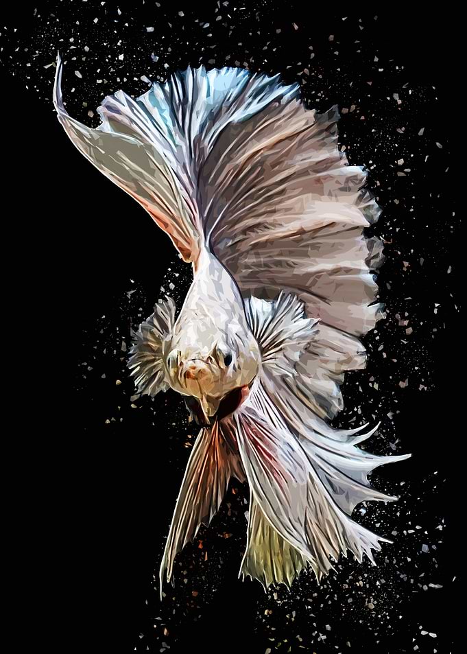 Betta Fish Siilver Color