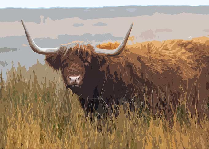 Coo