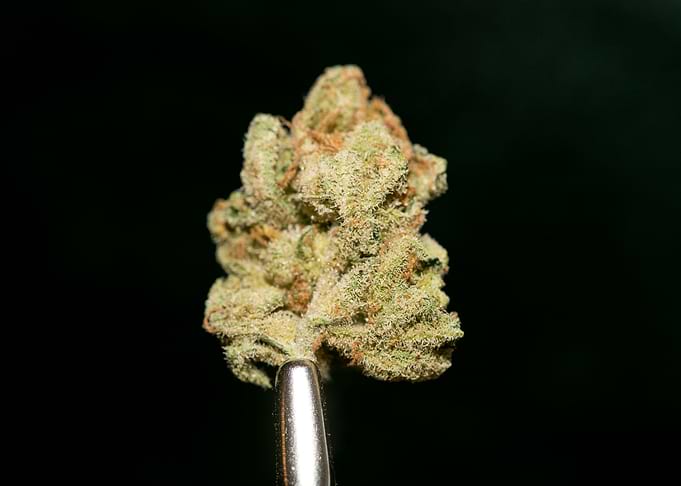 Lemon haze super skunk top