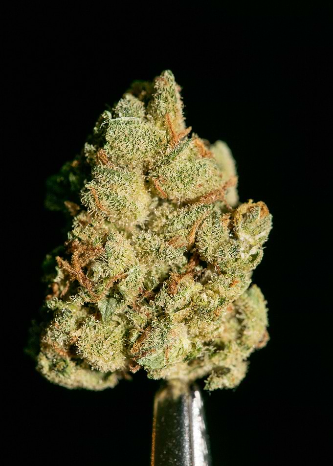 Lemon haze super skunk top