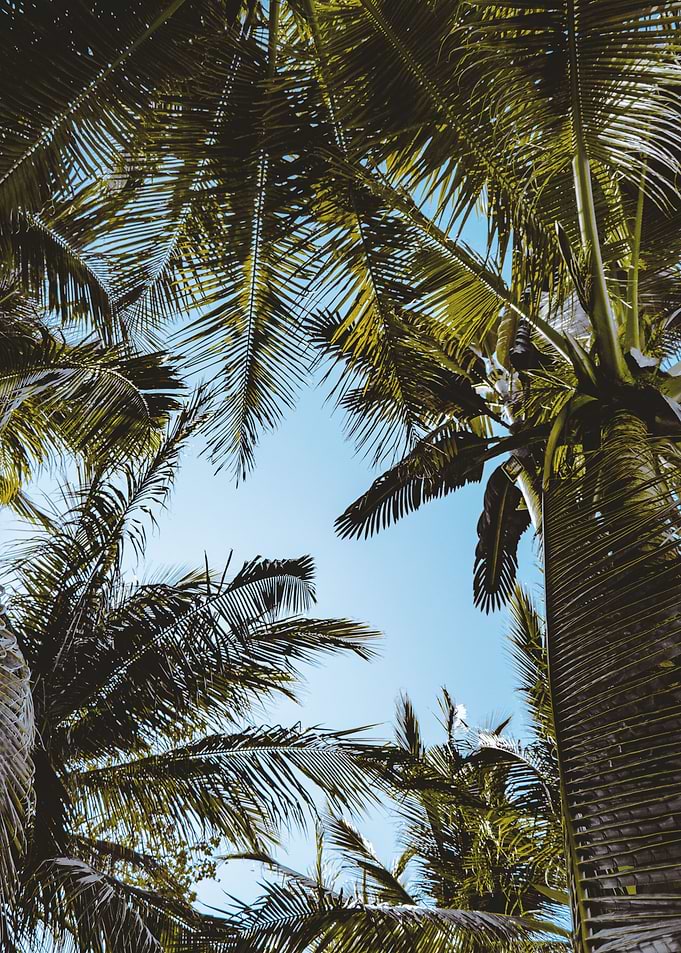 Palm trees