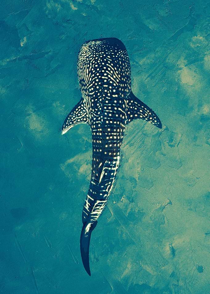 Ocean Giant